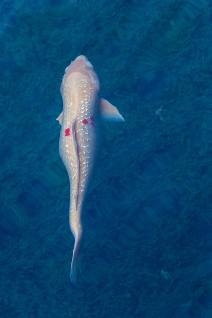 池の中の白い鯉の魚 プレミアム写真
