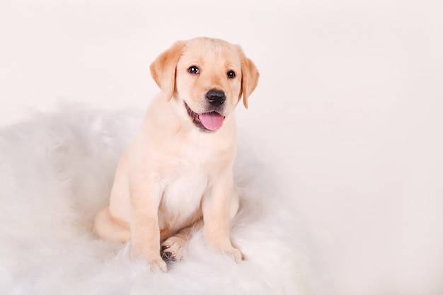 Premium Photo White Labrador Retriever Puppy Dog Looking