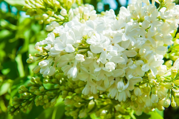 ボケグリーンの背景に白いライラックの花 春の壁紙 白い花の花 プレミアム写真