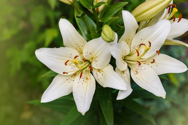 Premium Photo | White lily field