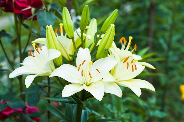 Premium Photo | White lily on the flowerbed, close up