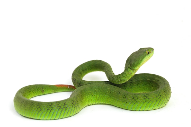 Premium Photo White Lipped Green Pit Viper Snake Isolated On White Background