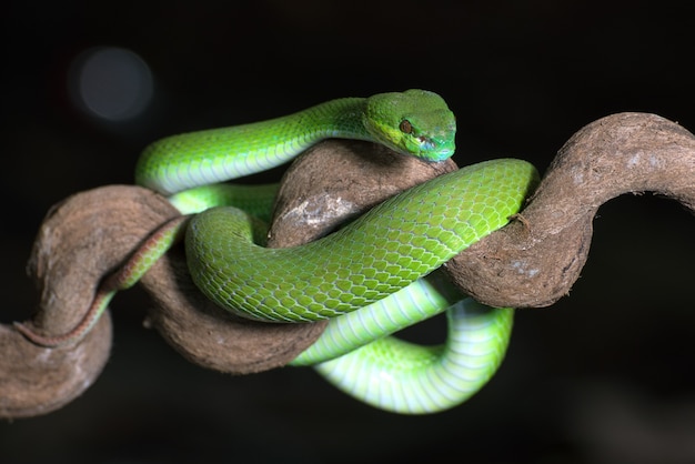 Premium Photo | White-lipped island pit viper in dark