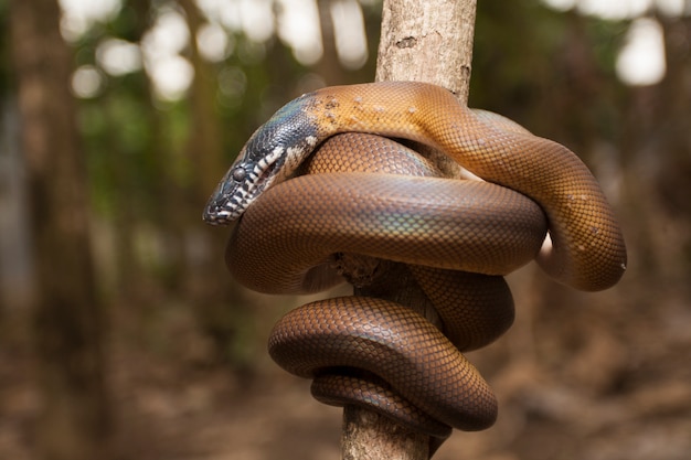 Premium Photo | White lipped python wrapped around a branch
