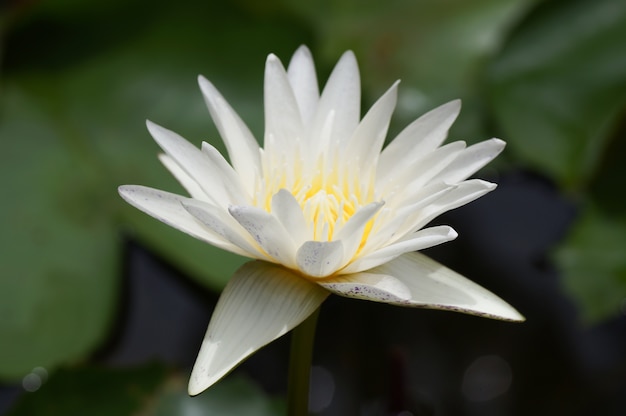 Premium Photo | White lotus