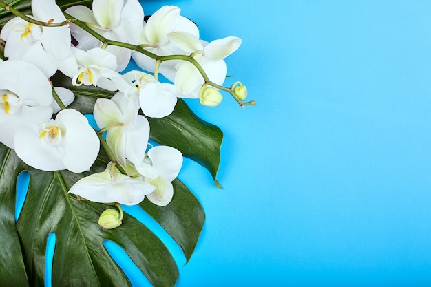 Premium Photo White Orchid On Blue Background Floral Backgroundtropical White Orchids On Blue Background Copy Space