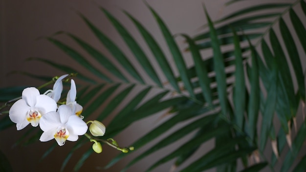 白い蘭の花 ヤシの葉の影 花の花 エキゾチックな熱帯ジャングルの熱帯雨林の緑 プレミアム写真