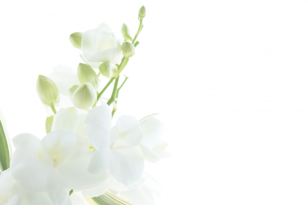 Premium Photo White Orchid On White Background