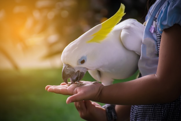 Premium Photo | White parrot eating food on the hand.