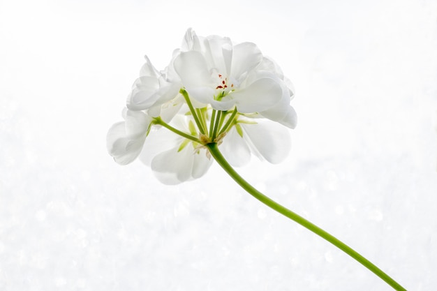 白い背景のクローズアップに白いペラルゴニウム ゼラニウム の花 プレミアム写真