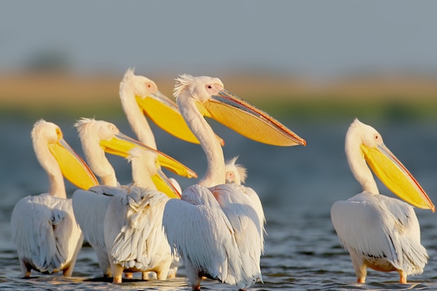 Premium Photo | White pelican float toward sunrise