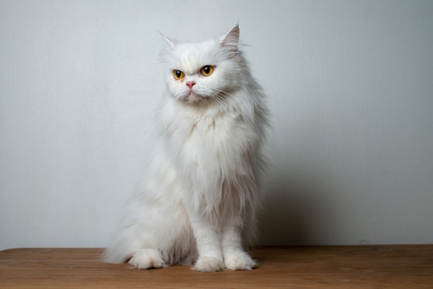 スタジオで白いペルシャ猫の肖像画 かわいいペルシャ猫の肖像画 プレミアム写真