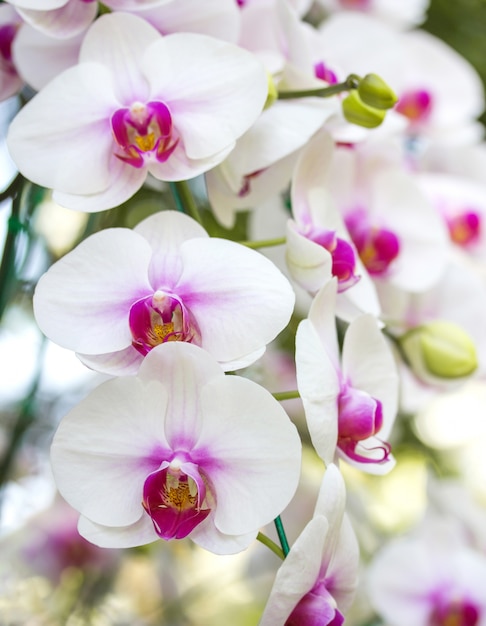 Free Photo White Phalaenopsis Orchid Flower 4690