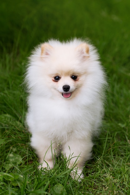 白いポメラニアン子犬 プレミアム写真