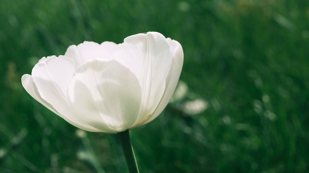 提出された白いポピーの花 無料の写真