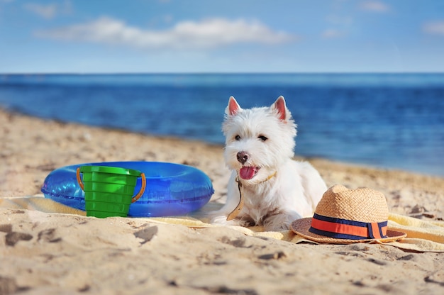 dog beach toys