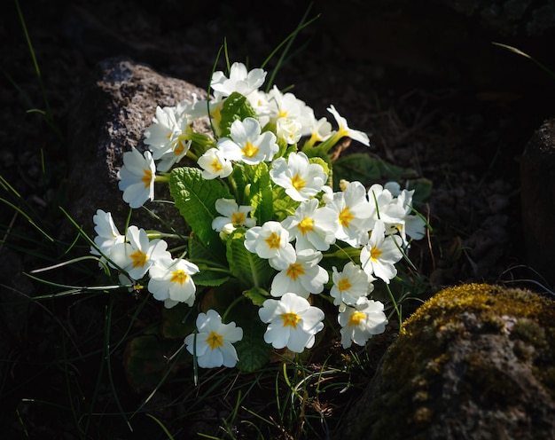 Premium Photo White Primrose Flowers