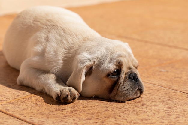 白いパグ犬は日光浴を横になっています プレミアム写真