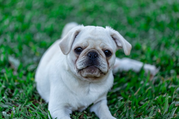 草の上に休んで横たわっている白いパグ犬 プレミアム写真
