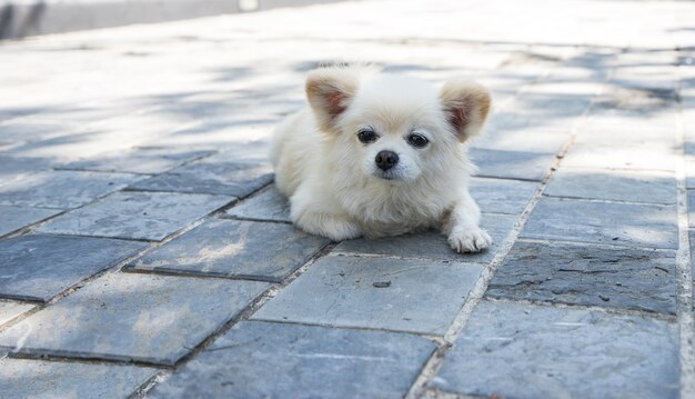 白い子犬が道路に横たわっています プレミアム写真