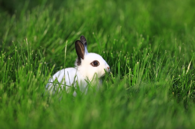 Premium Photo | White rabbit on green grass