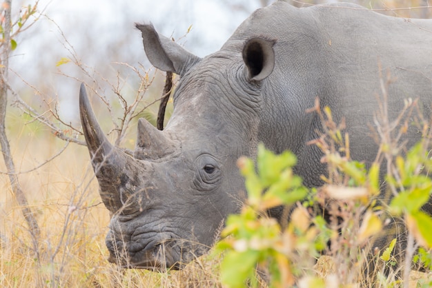 Premium Photo | White rhino and portrait with details of the horns