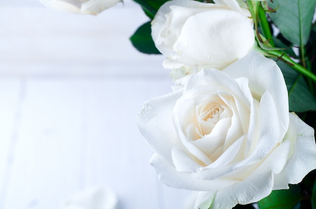 Premium Photo | White rose on a background