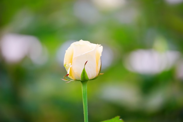 白いバラのつぼみが庭の茂みにクローズアップ 背景がぼやけている プレミアム写真