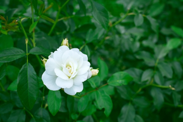 Premium Photo | White rose in garden