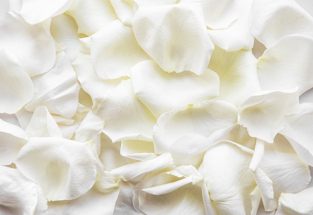 Premium Photo White Rose Petals