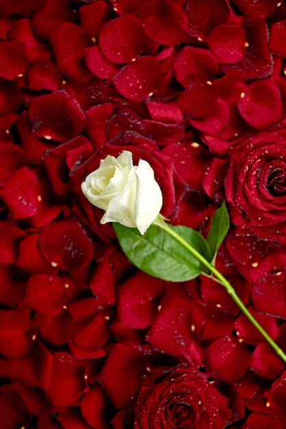 White rose on red petals Photo | Free Download