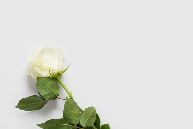 Premium Photo White Rose On A White Wall With Place For Text With