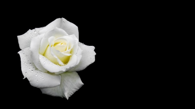 Premium Photo | White rose with dew drops isolated on black background ...