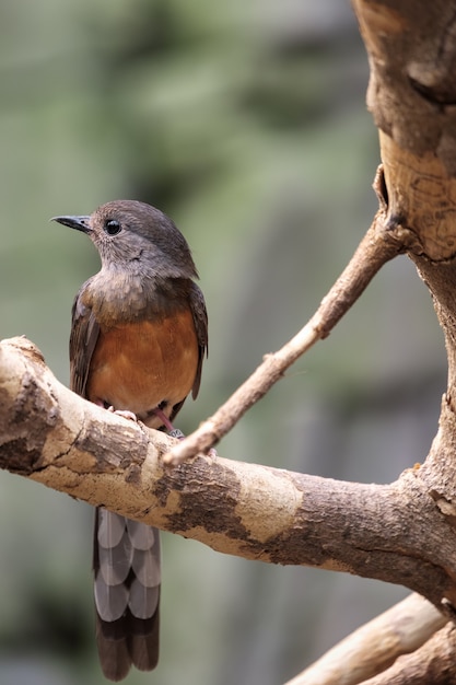 Premium Photo White Rumped Shama Copsychus Malabaricus