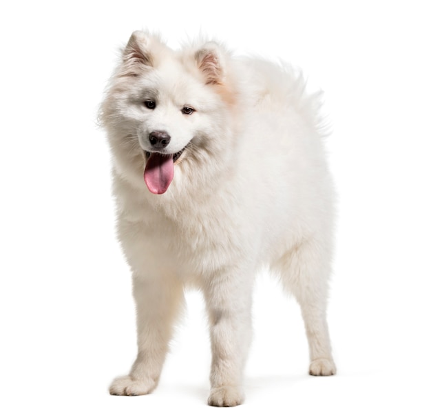 Premium Photo | White samoyed dog standing in front of a white background