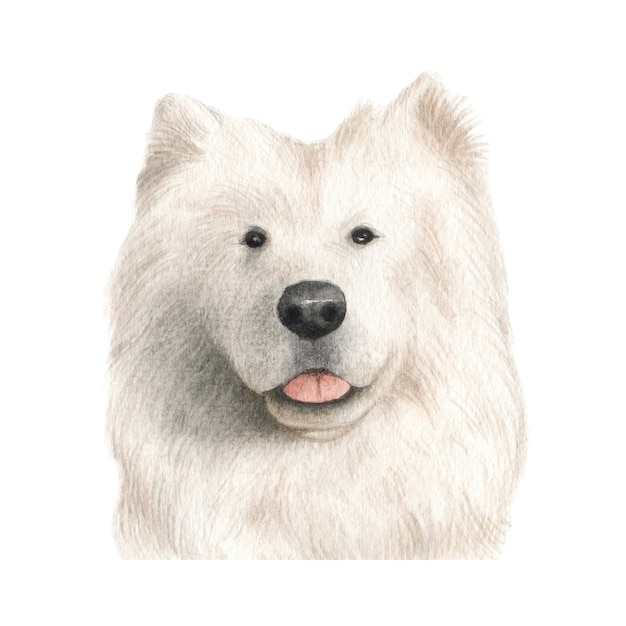 白いサモエド犬の水彩イラスト プレミアム写真