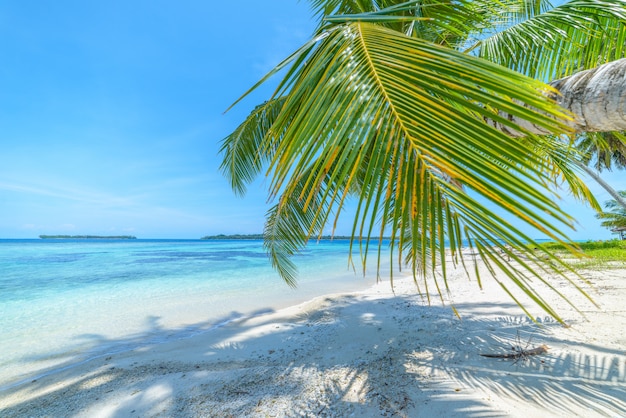 Premium Photo | White sand beach with coconut palm trees turquoise blue ...