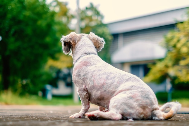 White Short Hair Shih Tzu Dog Sitting Down On The Road And Looking