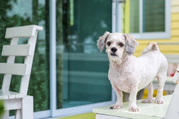 White Short Hair Shih Tzu Dog Standing On The Terrace Premium Photo