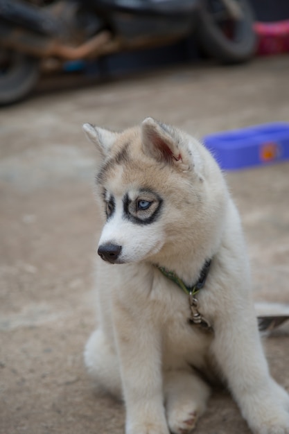 Premium Photo White Siberian Husky Puppy Looking For Food