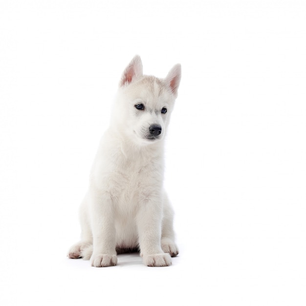 白いcopyspaceに分離されて離れて見て座っている白いシベリアンハスキー子犬 無料の写真