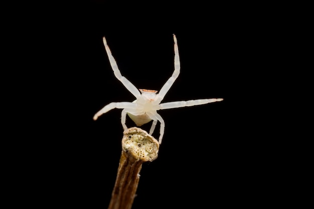クモ 白い 【スピリチュアル】白い蜘蛛は幸運の知らせって本当？家や夢で見た時の意味を紹介！