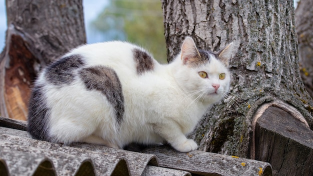 Premium Photo | White spotted cat sitting on the roof of a house near a ...