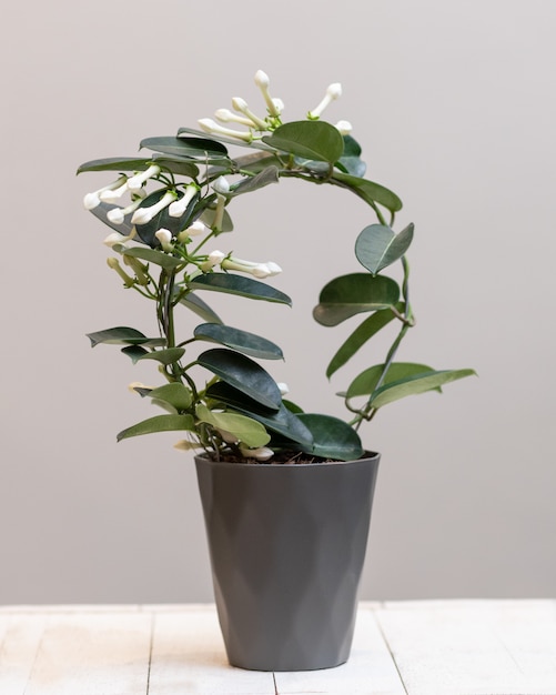 Premium Photo | White stephanotis floribunda in flower plant