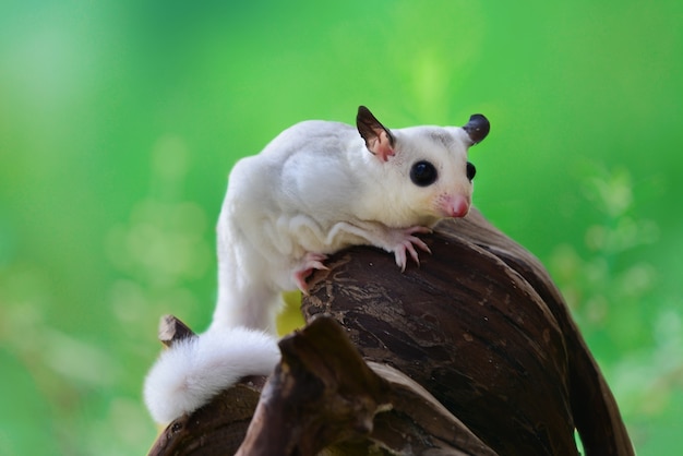 Premium Photo | White sugar glider on branch in tropical garden