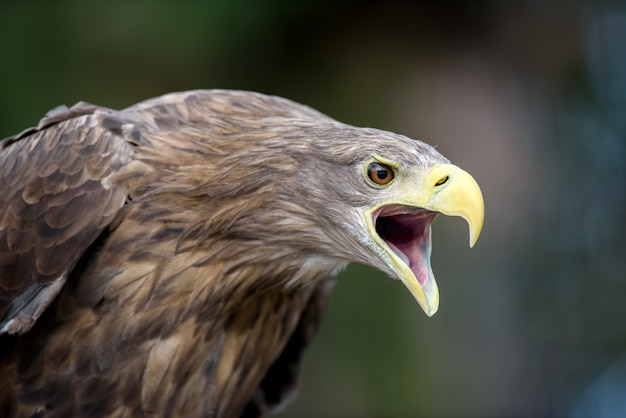 Premium Photo | White-tailed eagle portrait in forest. danger animal in ...