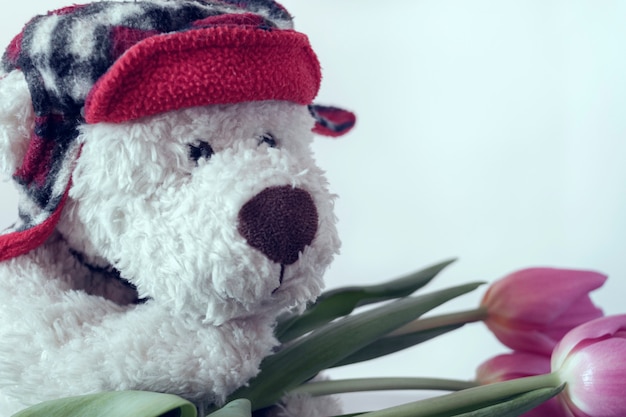 teddy bear with red hat