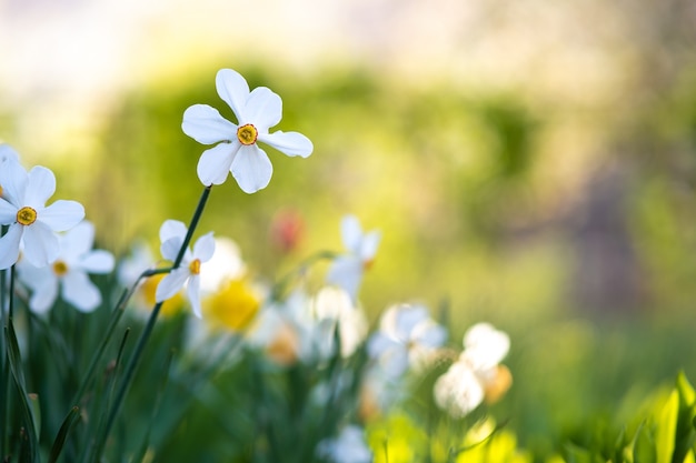 春の庭に咲く白いやわらかい水仙の花 プレミアム写真