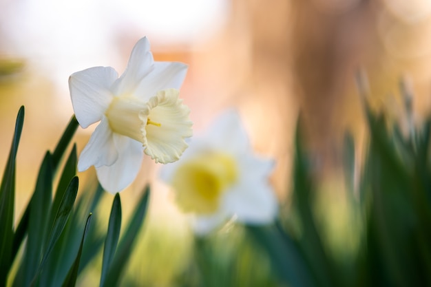 Premium Photo | White tender narcissus flowers blooming in spring garden.