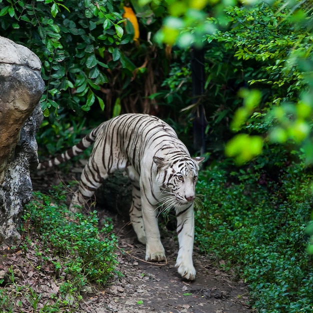 Premium Photo | White tiger walk alone on ground in the zoo